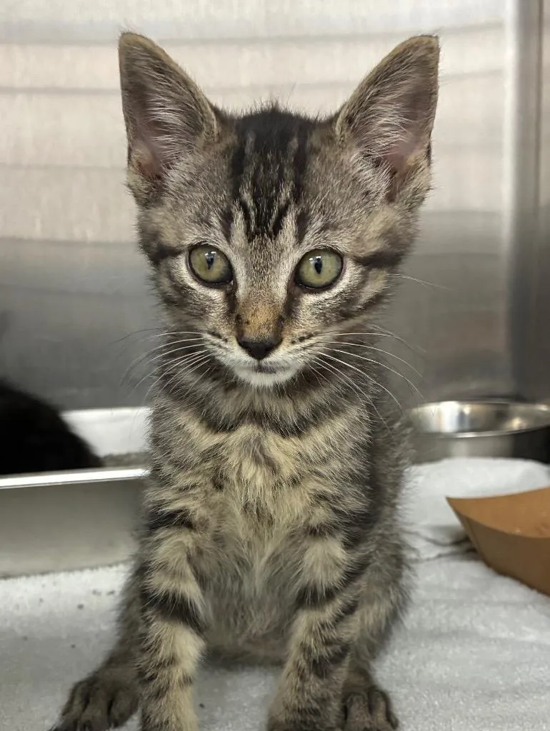 A baby small-sized male Domestic Short Hair cat named Zucchini for adoption in Hartsville, SC