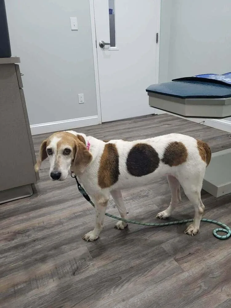 A senior large-sized female Tricolor (Brown, Black, & White) Coonhound dog named Grape for adoption in Pottstown, PA