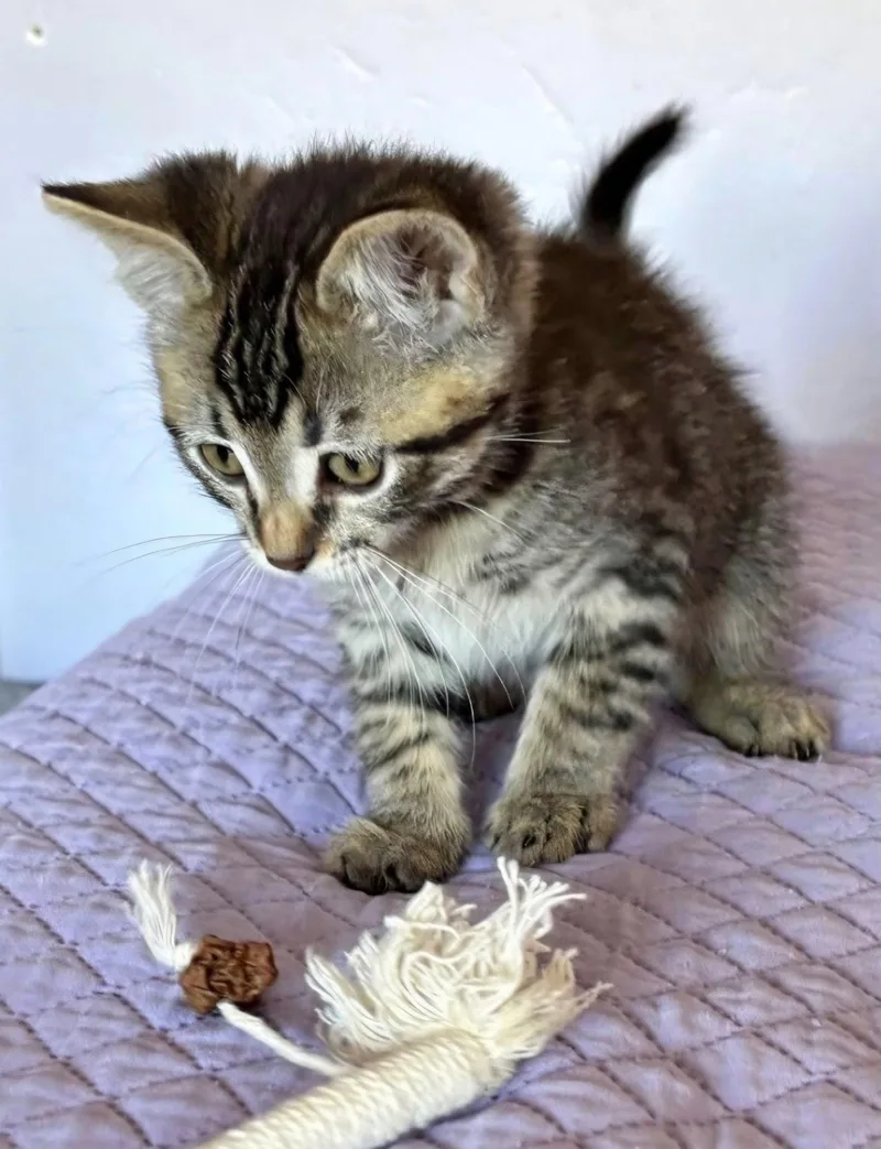A baby medium-sized male Tabby cat named Damien for adoption in Campbell, CA