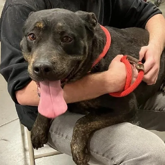 Daisy Mae thumbnail 3