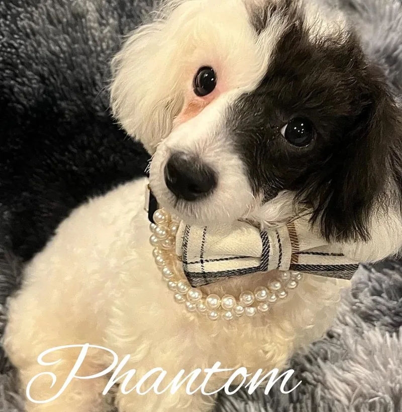 Phantom thumbnail 6