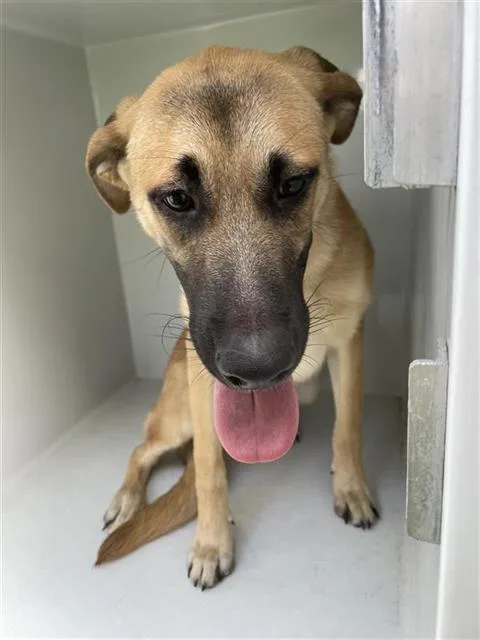 An adult large-sized female Black Mouth Cur dog named A for adoption in Houston, TX