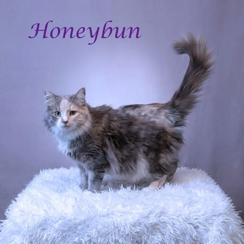 A senior large-sized female Calico Domestic Long Hair cat named Honeybun C for adoption in Lebanon, TN
