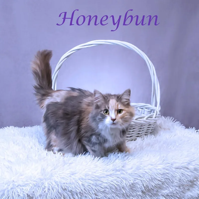 Honeybun C thumbnail 2