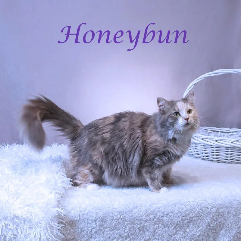 Honeybun C thumbnail 3