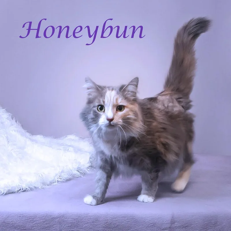 Honeybun C thumbnail 4