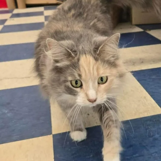 Honeybun C thumbnail 5