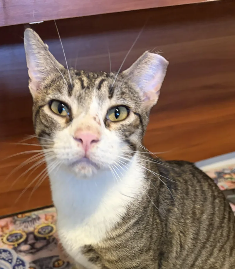 An adult medium-sized male Tabby (Gray / Blue / Silver) Tabby cat named Empi for adoption in Las Cruces, NM