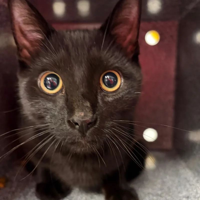 A young medium-sized male Domestic Short Hair cat named Scruffy for adoption in Greenville, SC