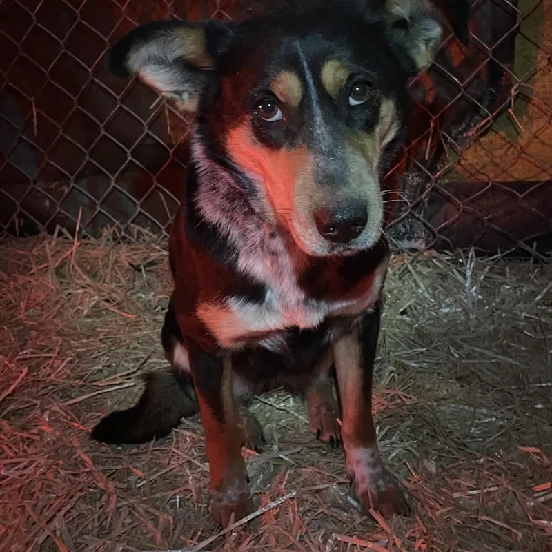 A baby medium-sized female Yellow / Tan / Blond / Fawn Cattle Dog dog named Drew Barkymore for adoption in Tacoma, WA