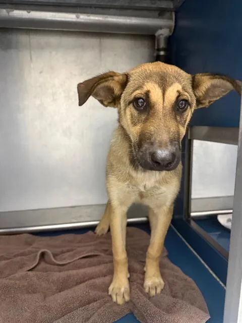 A baby small-sized female German Shepherd Dog dog named Wendy for adoption in Conroe, TX