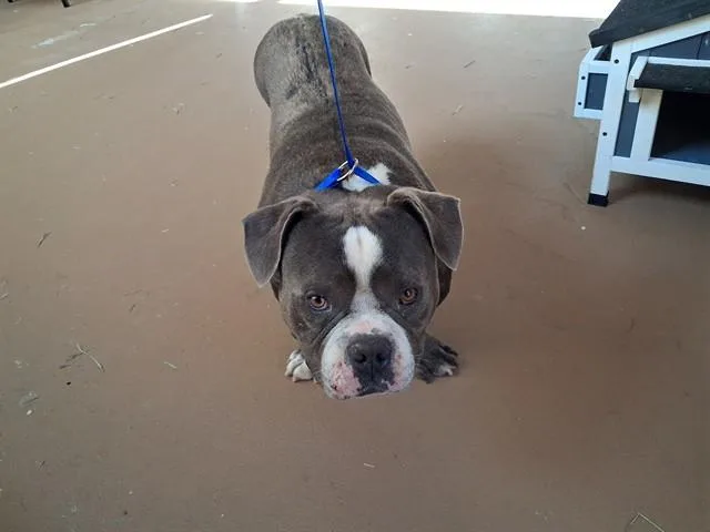 An adult medium-sized male American Bulldog dog named Ferdinand for adoption in Chula Vista, CA