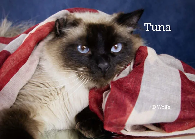 Cupcake & Tuna