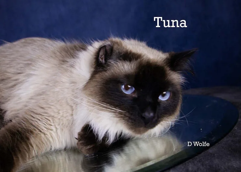 Cupcake & Tuna thumbnail 2