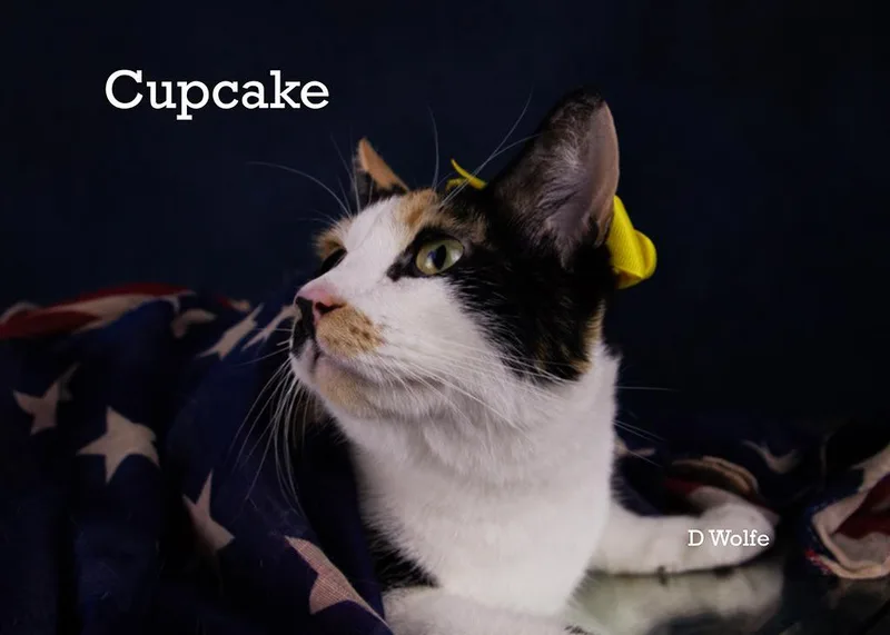 Cupcake & Tuna thumbnail 3