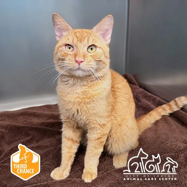 An adult small-sized male Domestic Short Hair cat named Ferb for adoption in Irvine, CA