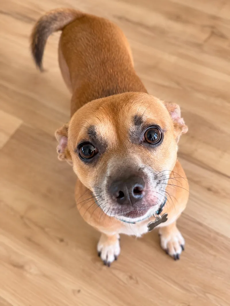 An adult small-sized male Golden Dachshund dog named I am just a for adoption in Fort Myers Beach, FL