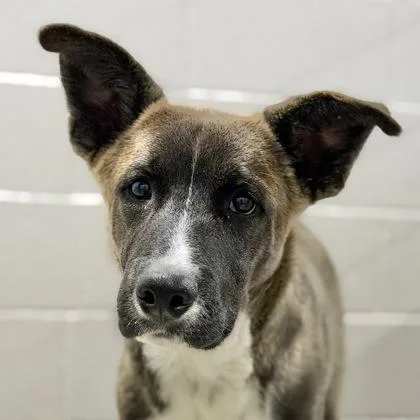 A baby large-sized male Husky dog named Leon for adoption in Sacramento, CA
