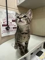 A young medium-sized female Tabby (Brown / Chocolate) Domestic Short Hair cat named Loopsy Noddle for adoption in Manitowoc, WI