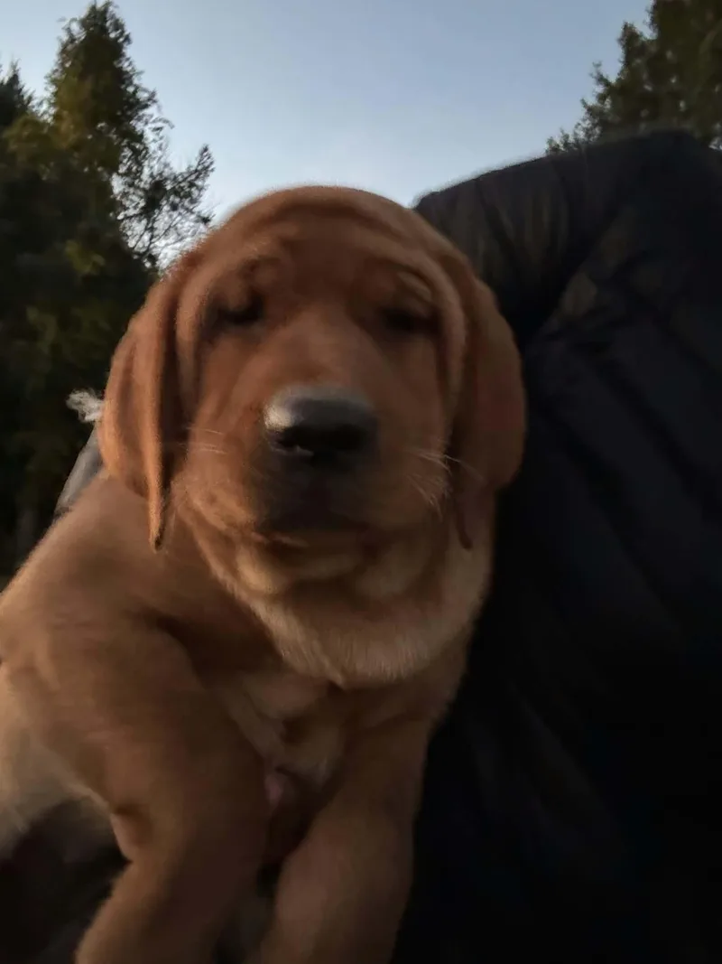 A baby medium-sized male Labrador Retriever dog named Shimmer for adoption in Havertown, PA