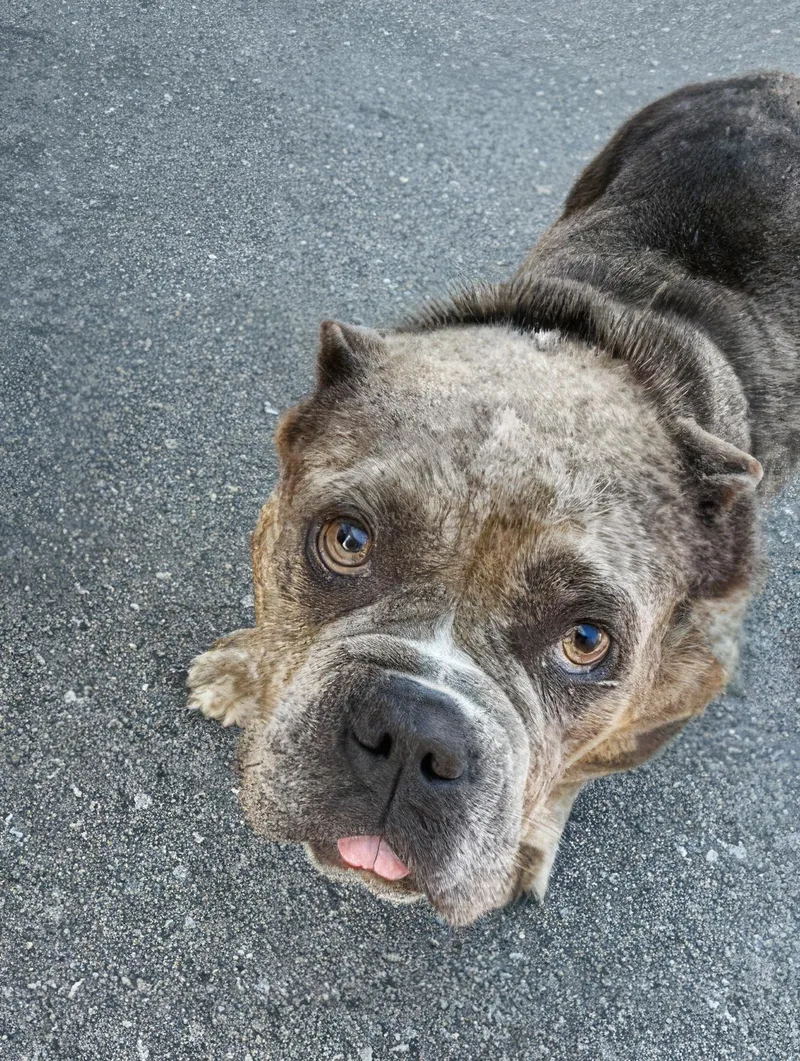A young medium-sized female Brown / Chocolate Mixed Breed dog named Rutabaga for adoption in Nashville, TN