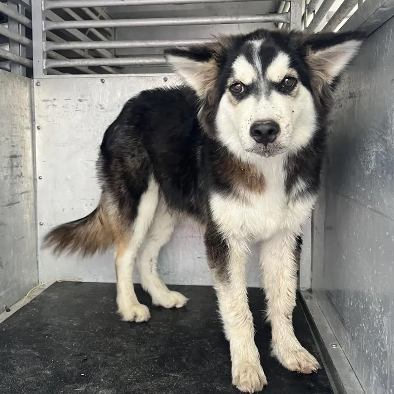 A young small-sized male Husky dog named Ice King for adoption in Edinburg, TX