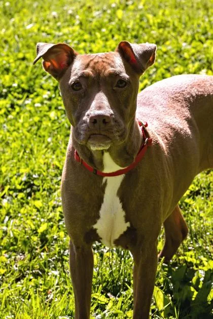 An adult medium-sized female Mixed Breed dog named Siren for adoption in West Chester, PA