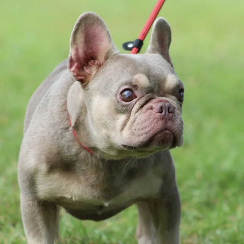 An adult small-sized male Gray / Blue / Silver French Bulldog dog named Stevie Wonder for adoption in Columbia, SC