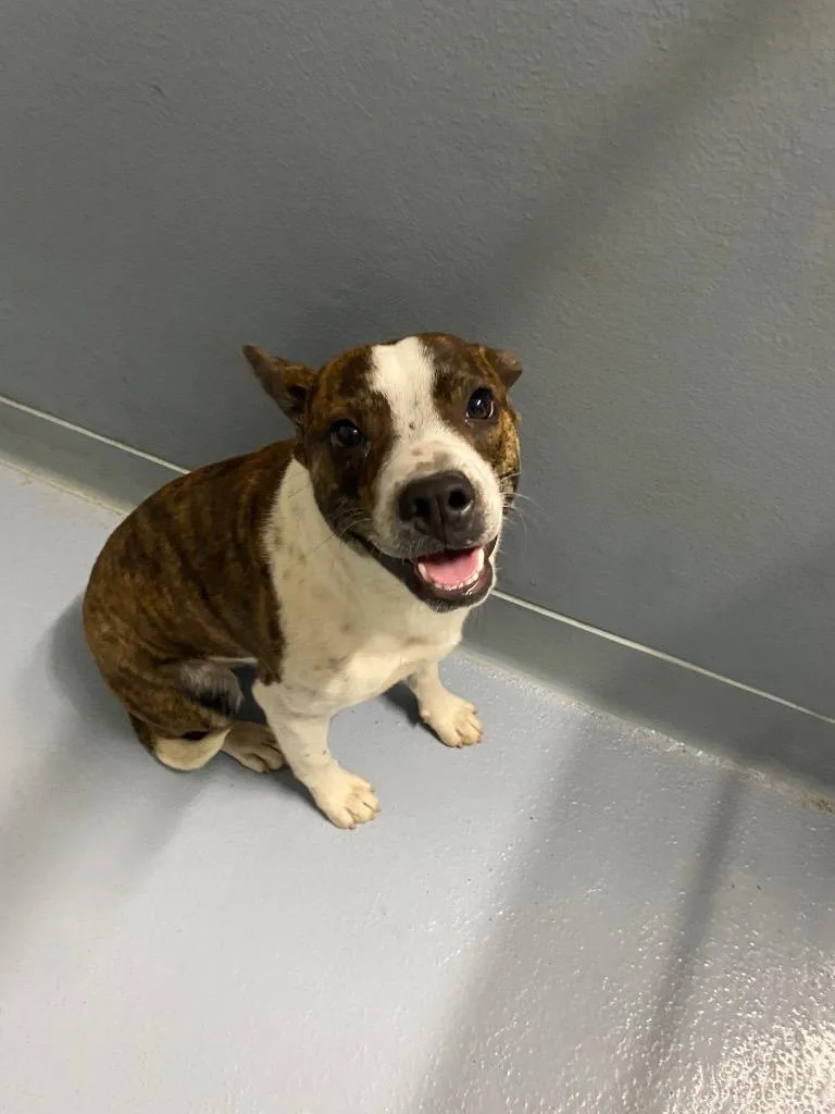 A young medium-sized male Mixed Breed dog named Waffles for adoption in Cartersville , GA