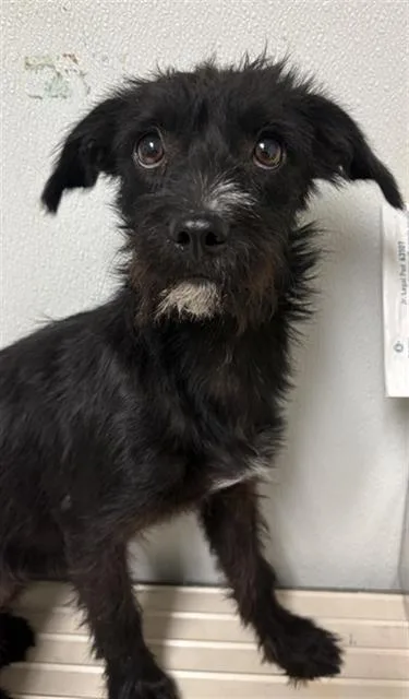 A young small-sized female Terrier dog named Sofia for adoption in Bakersfield, CA