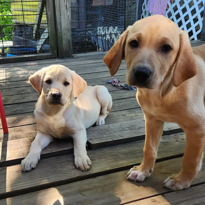 A baby medium-sized female Yellow / Tan / Blond / Fawn Labrador Retriever dog named Molly for adoption in Chicopee, MA