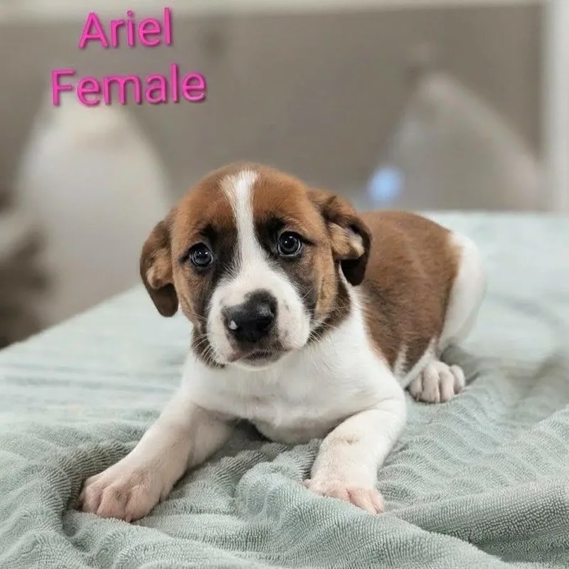 A baby large-sized female Retriever dog named Ariel for adoption in Griswold, CT