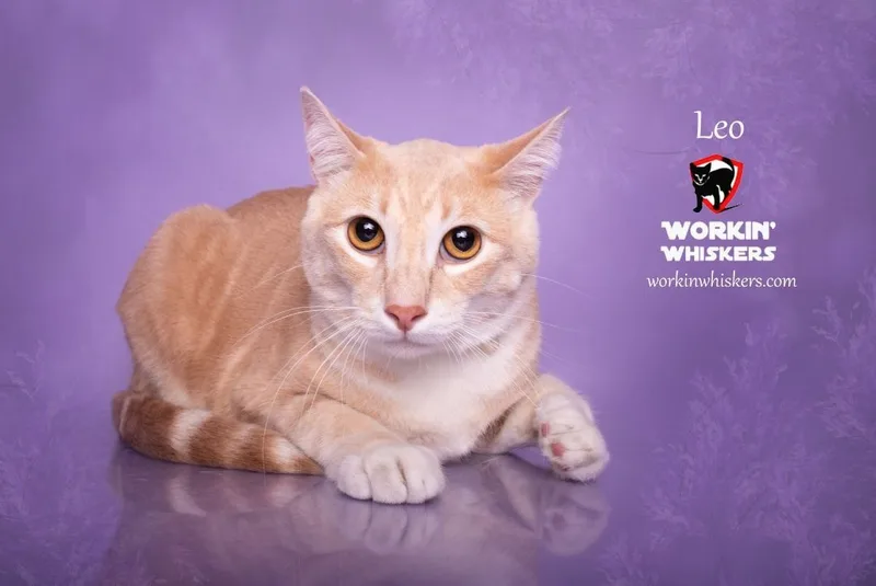 A young large-sized male Orange & White Domestic Short Hair cat named Leo for adoption in HEMET, CA