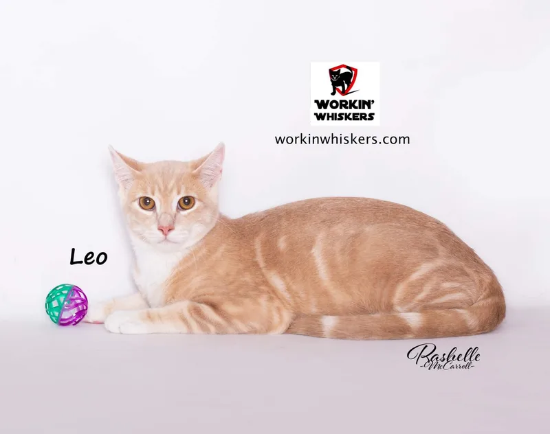 Leo thumbnail 4