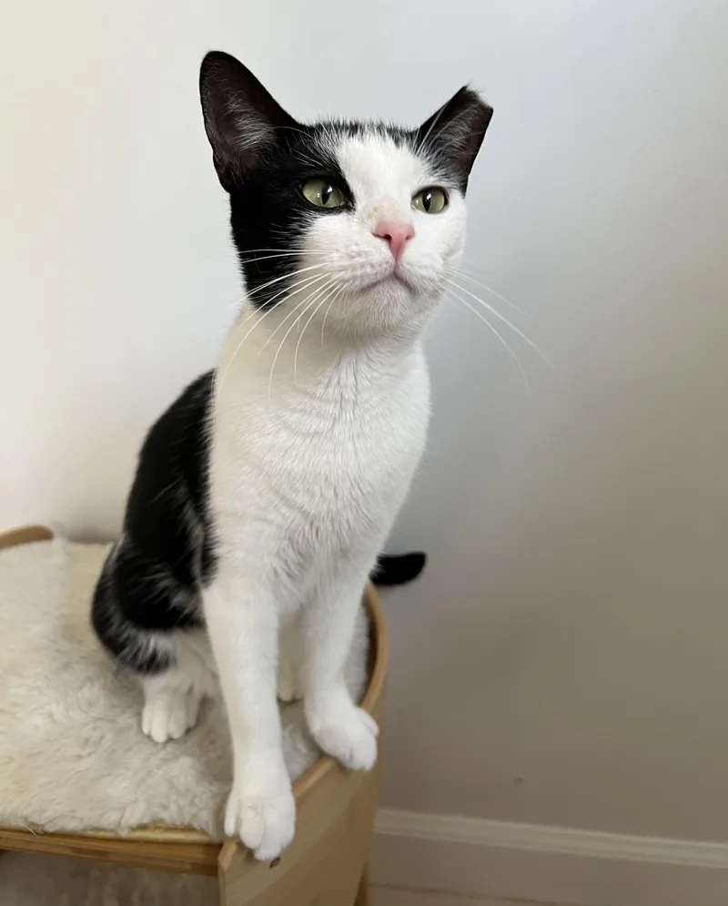 A baby small-sized female Black & White / Tuxedo Domestic Short Hair cat named Gracie for adoption in New York, NY