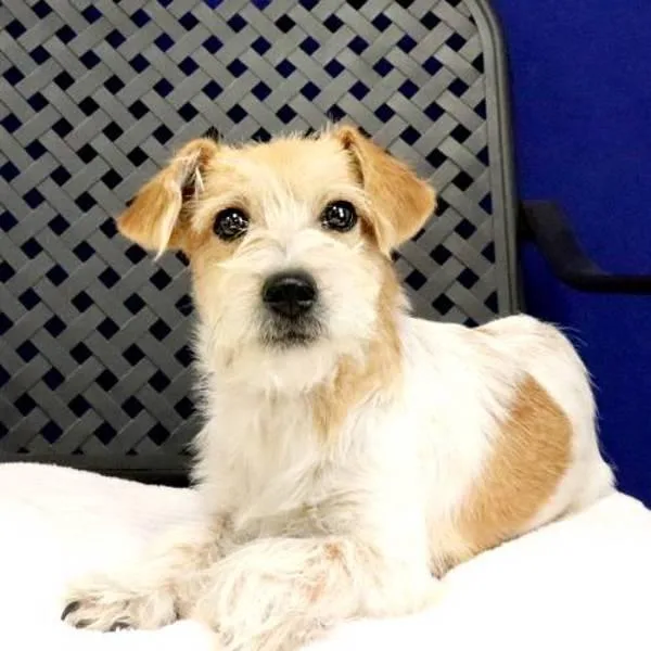 A young small-sized female Terrier dog named Rufenna for adoption in Fort Davis, TX