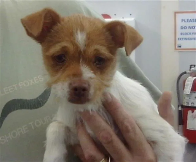 A young small-sized female Mixed Breed dog named Pepper for adoption in Dallas, TX