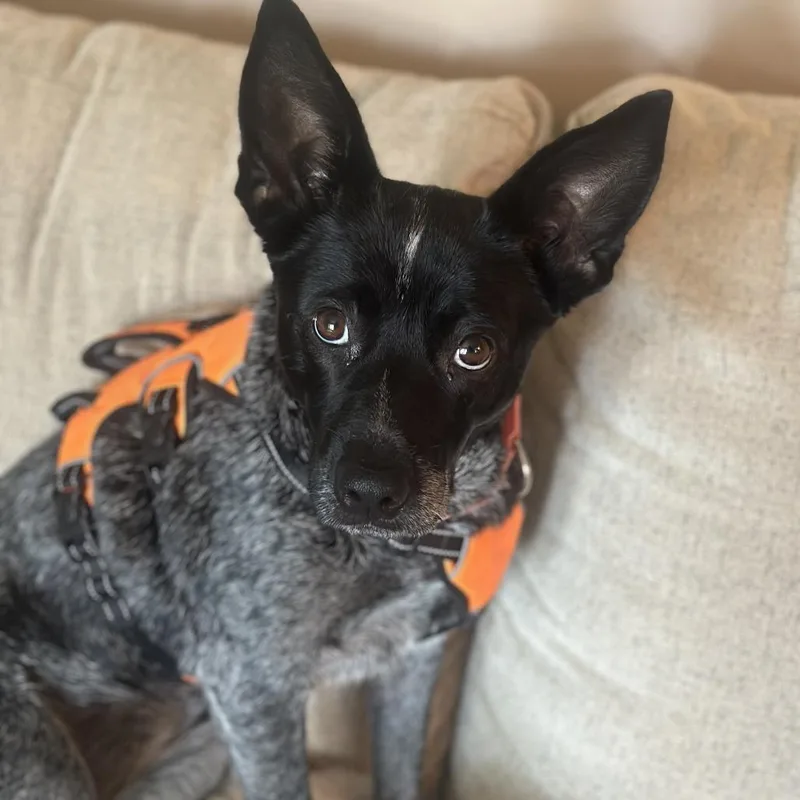 An adult small-sized female Australian Cattle Dog / Blue Heeler dog named Delilah for adoption in Rogersville, MO
