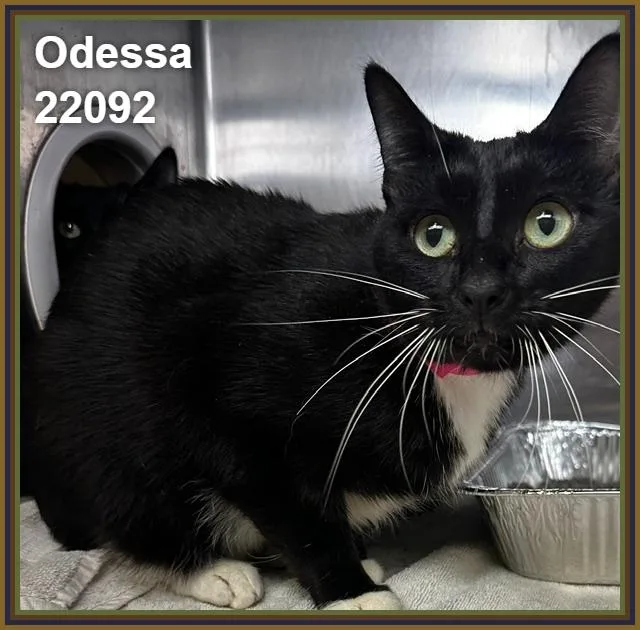 An adult medium-sized female Black & White / Tuxedo Domestic Short Hair cat named Odessa for adoption in Marietta, GA