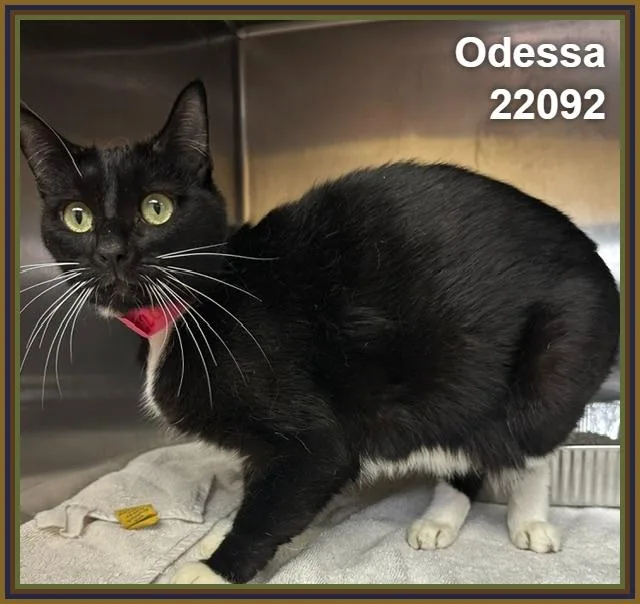 Odessa thumbnail 2