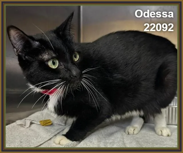Odessa thumbnail 5