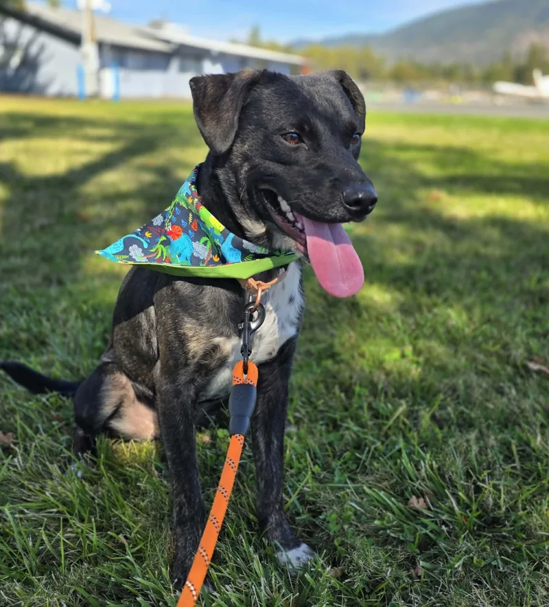 A young medium-sized male Australian Cattle Dog / Blue Heeler dog named WaddleDoo for adoption in Grants Pass, OR