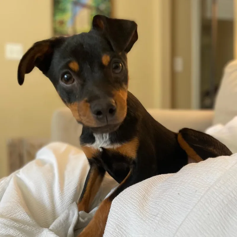 A baby small-sized male Black Chihuahua dog named Button for adoption in Falls Church, VA