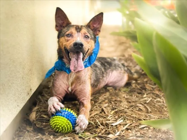 A young large-sized male German Shepherd Dog dog named Alf for adoption in San Pedro, CA