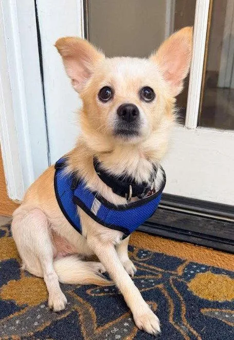 An adult small-sized male Chihuahua dog named Marvin for adoption in San Diego, CA