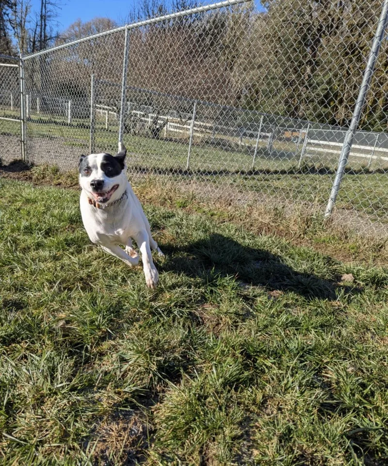 Sugarplum thumbnail 2