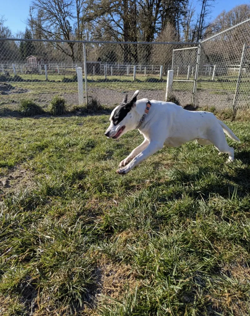 Sugarplum thumbnail 3