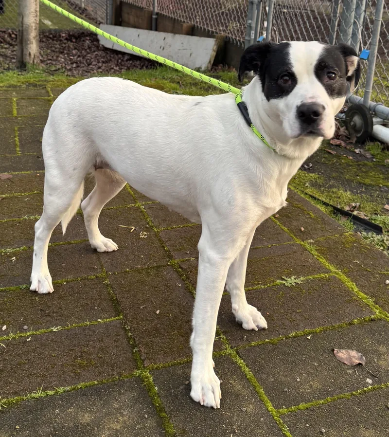 Sugarplum thumbnail 4