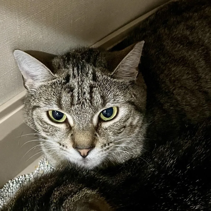 A young medium-sized female Brown / Chocolate Domestic Short Hair cat named Wobbles for adoption in Fairmont, WV