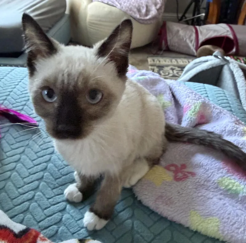 A baby medium-sized male Domestic Short Hair cat named Solar Flare for adoption in Lincoln, CA